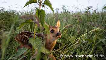 Mehrere Rehkitze durch Mäharbeiten getötet – Polizei hat Ermittlungen gegen Landwirt eingeleitet