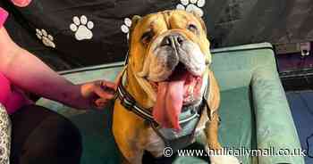 Hull nightclub set to host doggie disco for your furry friends