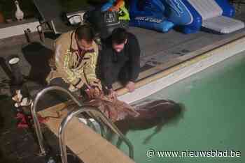 Pony Violetta sukkelt in zwembad maar blijft ongedeerd