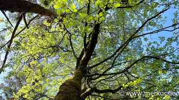 Mehlbeere: Ein Baum, der Hitze und Schnee trotzt