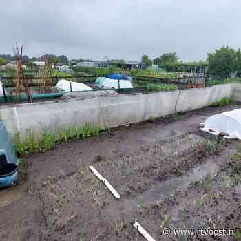 Met de handen in het haar: volkstuinders zien oogst volledig mislukken door regenval