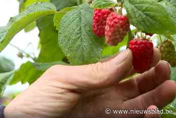 Pluktuin ‘Pluk je fruit’ in Edegem opent vrijdag opnieuw de deuren: “We doen dit al sinds 1940”