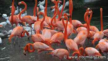 This kinky bird could be making a comeback in South Florida