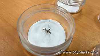 USF researchers develop mosquito "smart trap" to help fight malaria