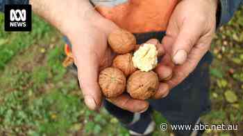 Iconic walnut farm snapped up by major wine producer as cool climate grapes in demand