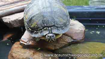Zuhause gesucht: Wer gibt Schildkröte Lisa ein neues Heim?