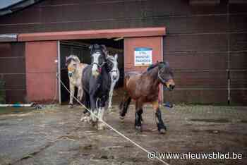 Stad zet manege deels te koop na dierenmishandeling: “Eigen paarden houden, daar stoppen we mee”