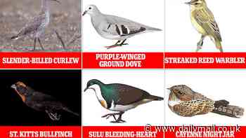 Can you find Earth's 'lost' birds? Scientists say 126 species haven't been seen for at least 10 years - and may no longer exist at all