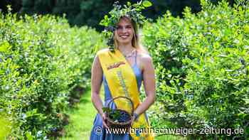 Niedersachsen: Ernte von Freiland-Heidelbeeren startet