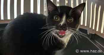 Zeugenaufruf: Katze in Hannover-Limmer ausgesetzt