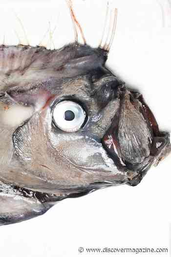 Meet the Doomsday Fish that Strikes Fear in the Hearts of Sailors
