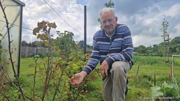 Oogsten van groenten en fruit voor de voedselbank mislukken: 'Balen'