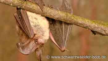 Ausgleichsmaßnahmen für die Hesse-Bahn: Gechingen legt erneut Wald still