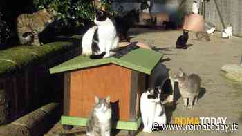 Canili e gattili privati, il comune sospende il bando: esultano gli animalisti