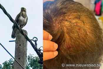 Jogger Tim (43) aangevallen door broedende buizerd in Affligem: “Toen ik omkeek, was er helemaal niks te zien”