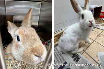 RSPCA investigation after rabbits abandoned in Stepney Way