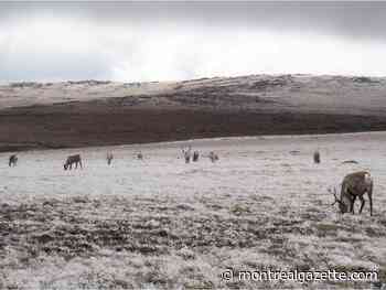 Ottawa would be endangering jobs with decree to protect caribou, Quebec says