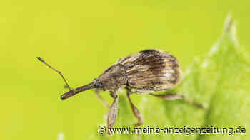 Schädlinge: Lästige Gartenbewohner und mit welchen Methoden man sie wieder loswird