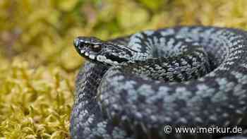 Bedrohte Giftschlange im Bayerischen Wald entdeckt – wie gefährlich sind die Tiere für den Menschen?