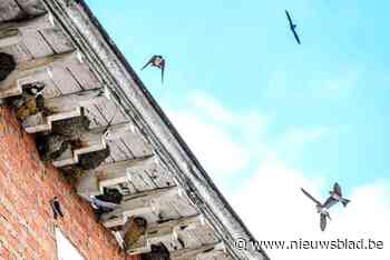Stad Hasselt gaat op zoek naar ‘kansenkavels’: “We willen de natuur een handje helpen”