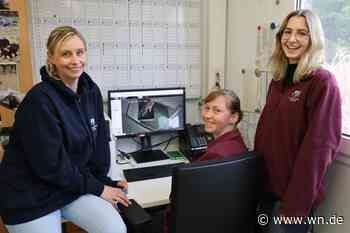 Tiger-Nachwuchs tapst schon durchs Gehege