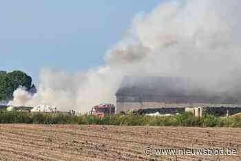 Schuur op erf van landbouwer in lichterlaaie: brandweer bezig met blussen, enkele koeien liepen brandwonden op