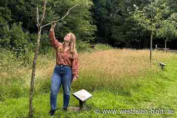 Bürger können Baumstandorte melden