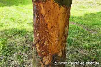 Schafe fressen Bäume an: Stadt Bünde prüft Schadensersatzansprüche