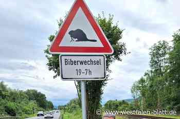 Auf B64 bei Höxter: Neue Schilder warnen erstmals vor Bibern