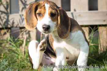 Urgent flea warning to all cat and dog owners in the UK