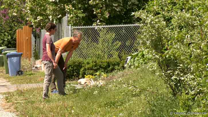 Help Friends of Fish Creek reintroduce native plants through Grow With Us project