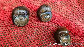 Officials sound alarm on invasive Asian 'mystery snails' found in Georgia that could be disaster for US economy