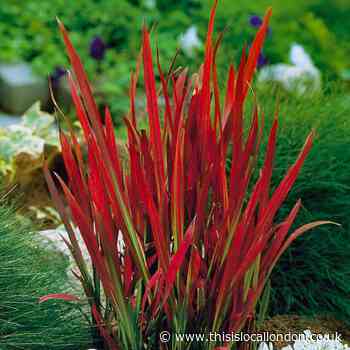 Save £17 on stunning blood grass with this You Garden deal