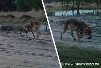Nieuwe mannetjeswolf in Limburg: mankepoot Maurice heeft match met wolvin Noëlla