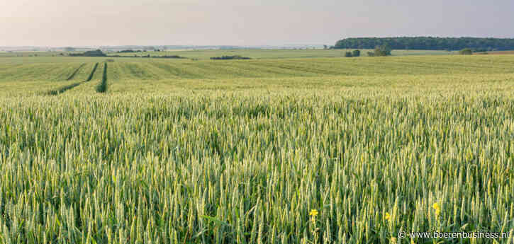 Temperatuur is goed, maar zon ontbreekt voor granen