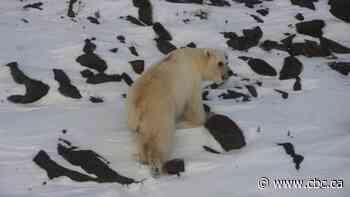 Grolar bear hybrids in N.W.T. all traced back to same 'strange' female polar bear