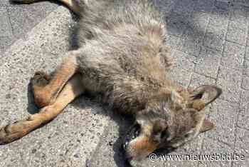 In Zoersel doodgereden wolf was Limburger en dus familie van wolvin Emma