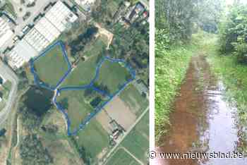 Kontich koopt 2,2 hectare kmo-zone om natuurgebied te creëren: “Welgekomen als extra overstromingsgebied”