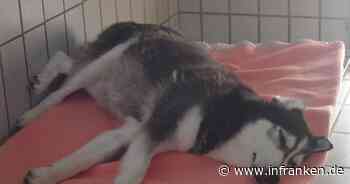 Zwei Jahre im Tierheim: Husky-Dame Luna stirbt - ihr bewegendes Schicksal