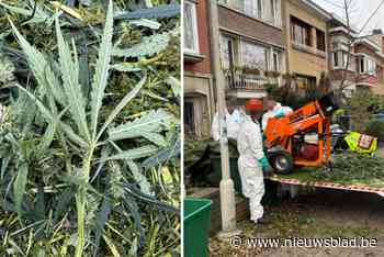 Albanese man (26) verwezen naar rechtbank na vondst cannabisplantage in Deurne