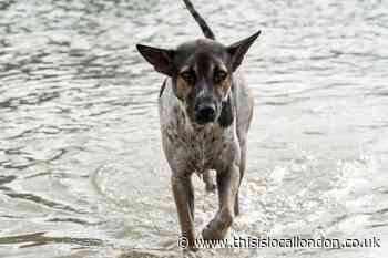 Weil's disease in dogs and humans: all you need to know