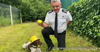 Woodie the County Durham firedog predicts England vs Denmark Euros match result