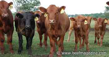 New discovery: Fusobacterium varium in liver abscesses of beef cattle
