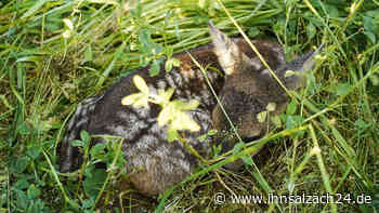 Drei Rehkitze bei Mäh-Arbeiten getötet – Polizei ermittelt gegen Landwirt