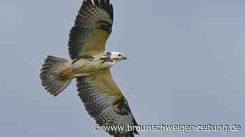 Vogelschlag: Was Airlines, Airports und Piloten dagegen tun