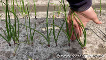Hoe is de stand van uien vergeleken andere jaren?