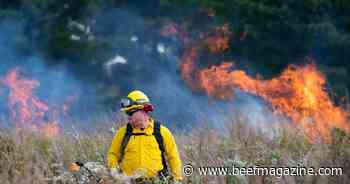 Research says high energy fire influences prescribed burn effectiveness