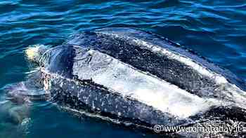 La carcassa della tartaruga marina più grande del mondo finisce nel mare di Ostia