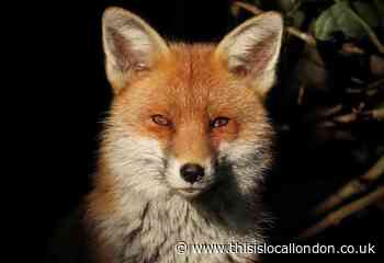 Wild Things: Were foxes man's best friend a thousand years ago?