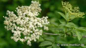 Ableger von Holunder machen – so einfach gelingt es Schritt für Schritt